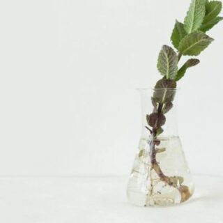 HAIR LOSS MICRO-STIMULATING SCALP TREATMENT
 	 Active ingredients 
 	 ☘️ Biodynamic Mint - Mint has a refreshing and revitalizing effect on micro-circulation, providing instant relief and comfort for the skin. 
 	 ☘️ Organic Horse Chestnut - It improves the micro-circulation of blood vessels and encouraging the hair bulb to revitalize and strengthen. 
 	 ☘️ Ethical Teak - It strengthens hair structure. Antibacterial properties. Ethical Mahogany - Antiseptic and astringent for the skin, invigorating and energizing for the hair.